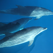 Dolphin in Manado Bay.jpg Dolphin in Manado Bay.jpg