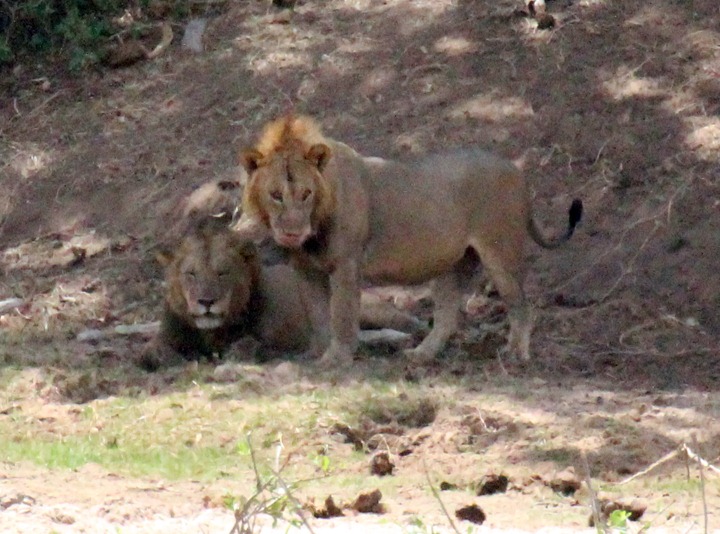 [October-24-2012-two-male-lions3.jpg]