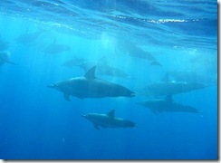 ハワイ島イルカスイム ハワイ島イルカスイム