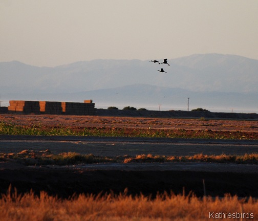 DSC_0093 Ibis-kab