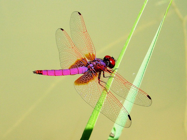 [Pink-Dragonflies-014.jpg]
