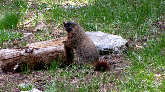 [IMG_2251Marmot_B-8C24%255B11%255D.jpg]