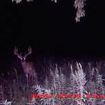 nichols deer 207.JPG
