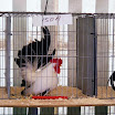 Poultry 002.jpg