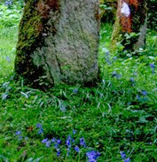 yeats_forest yeats_forest