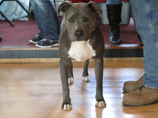 Stunning Grimm here is a poster child for obedience!  His grey flannel suit was a show stopper for sure!