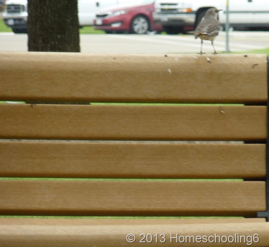 Birdie Birdie
