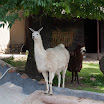 _MG_5821.jpg