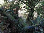 Near Lake Mahinapua