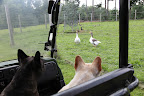 And not to mention, geese!  Hey, Pomeranians!  We Frenchies want you to take really good care of the guinea fowl, okay?  They need to grow strong so that they can eat all the ticks on the property to keep us healthy!