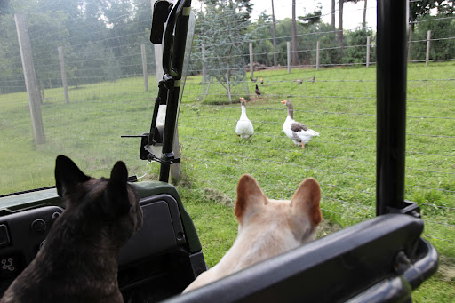 And not to mention, geese!  Hey, Pomeranians!  We Frenchies want you to take really good care of the guinea fowl, okay?  They need to grow strong so that they can eat all the ticks on the property to keep us healthy!