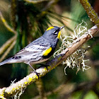 Yellow-rumped (Audubon's) Warbler