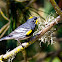 Yellow-rumped (Audubon's) Warbler