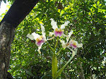 Jose's Orchid Reserve, Moyobamba, Peru