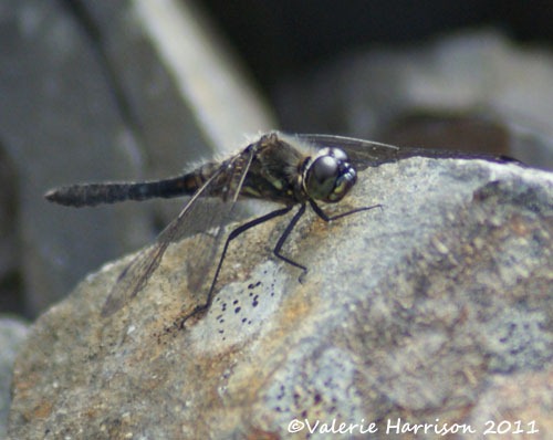 [31-black-darter%255B2%255D.jpg]