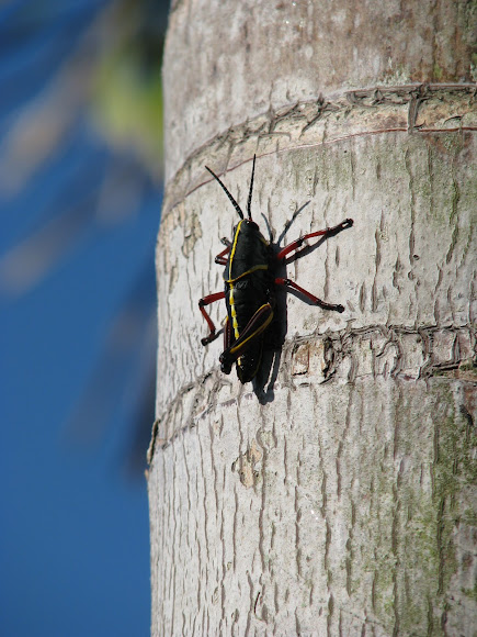 Spotting Image 1