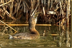 Pied-billed Grege