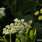 _IGP0177.JPG