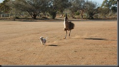 pup pup nd emus 011