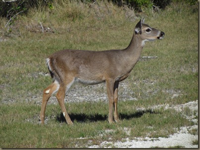 baby  Key Deer of Big Pine Key