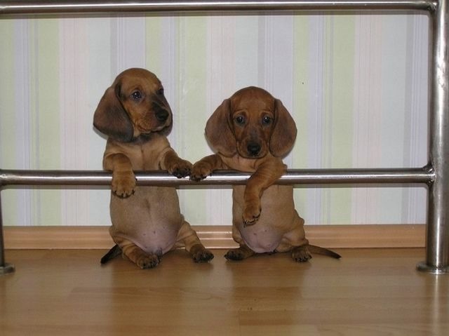[funny-animals-cute-2%255B2%255D.jpg]