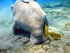 Dugong_Marsa_Alam