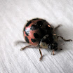 ladybird2.jpg