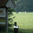 DSC_1837.JPG