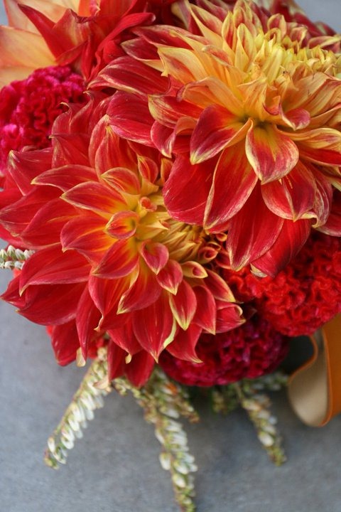 [46495_421077495763_149288420763_5466930_6675913_n%2520arrangements%2527%255B5%255D.jpg]