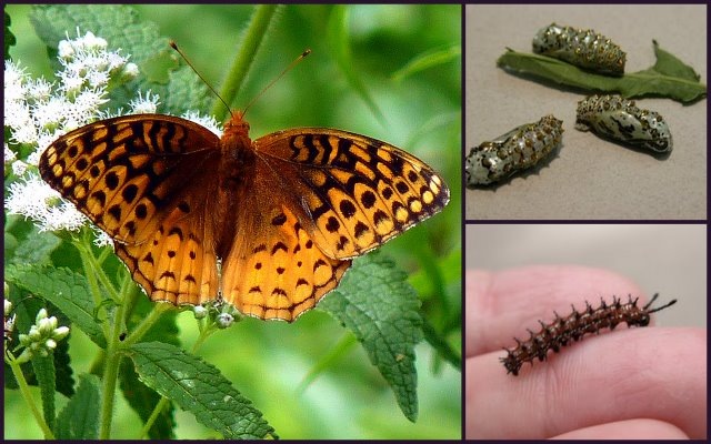 [V-Fritillary%255B3%255D.jpg]