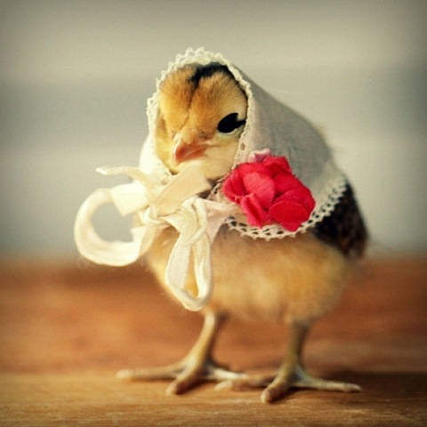 [chick-in-hats-5%255B2%255D.jpg]