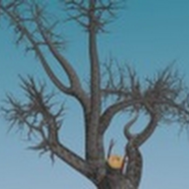 iEvoBio 2012 Challenge: Synthesizing phylogenies