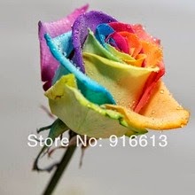 [MENTIRA%25205%2520Rainbow-rose-seed-Rose-Seeds-bonsai-Colorful-Rose%255B2%255D.jpg]