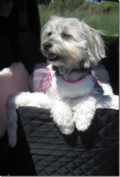 Elle in Car Seat w Pink Dress Elle in Car Seat w Pink Dress
