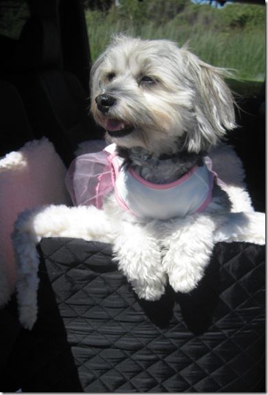 Elle in Car Seat w Pink Dress