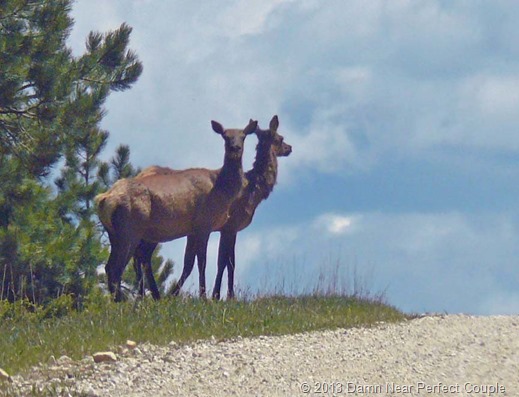 Elk Road Guards