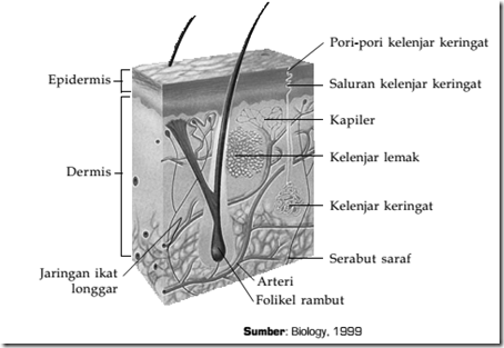 Struktur kulit
