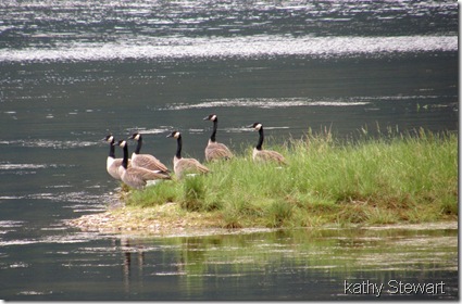 Geese off the point