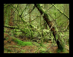 Old_Forest Old_Forest