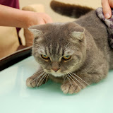 grooming