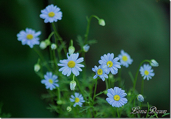 SwanRiverDaisies_Blue