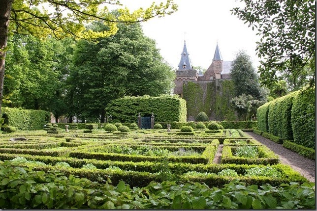 buxus buxus
