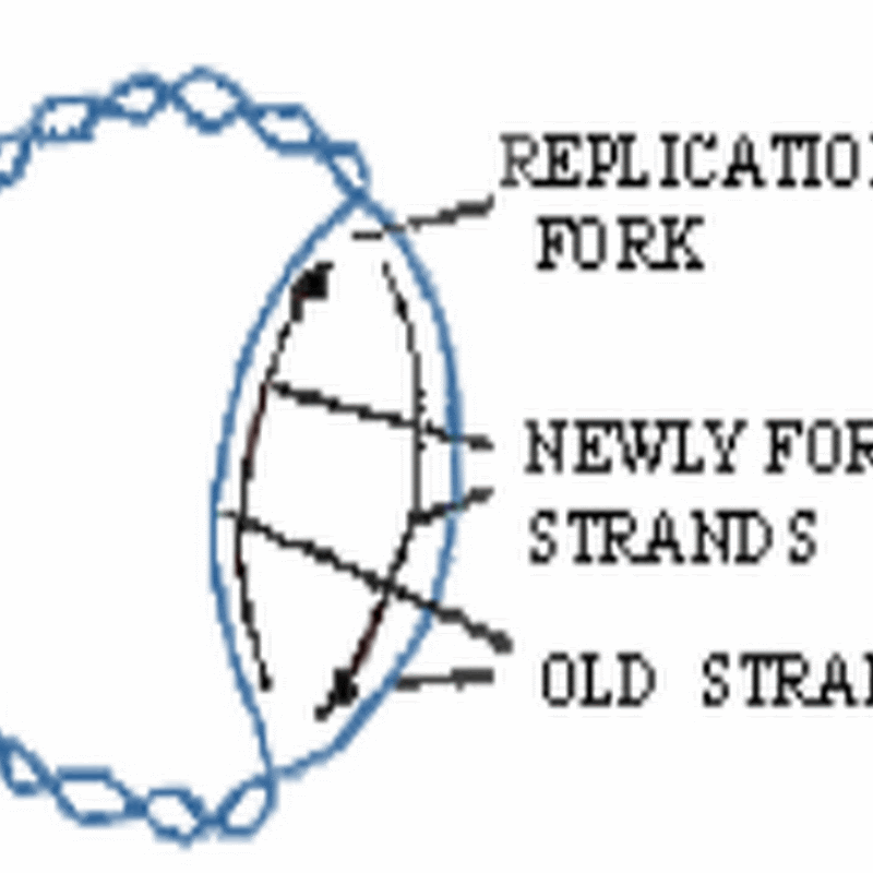 difference between replication and transcription major differences