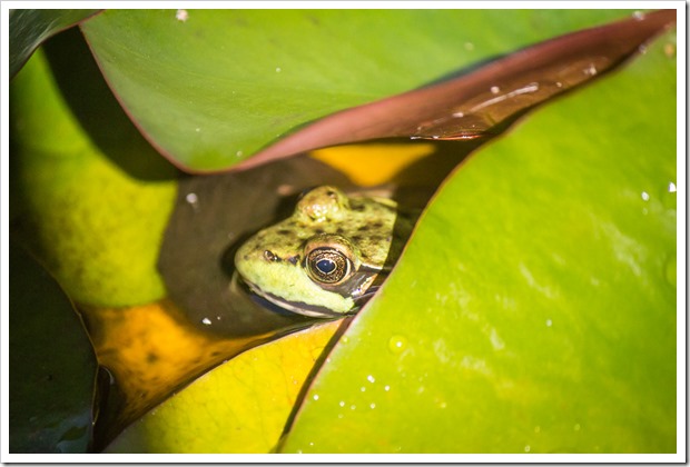 another frog peaking out