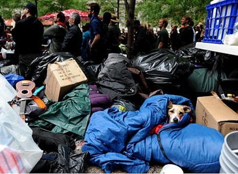 cute-pets-at-occupy-wall-street-09