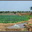 Maraîchage au barrage. Irrigation et culture des oignons