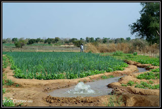 Maraîchage au barrage. Irrigation et culture des oignons