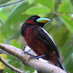 Black-and-Red Broadbill.jpg