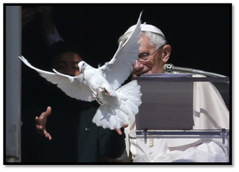 Paloma atacada por gaviota en el Vaticano Paloma atacada por gaviota en el Vaticano