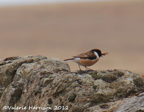 [47-stonechat-and-emperor%255B2%255D.jpg]